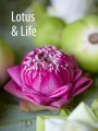 Bangkok Specials - Thailand - Tuk Tuks and Lotus